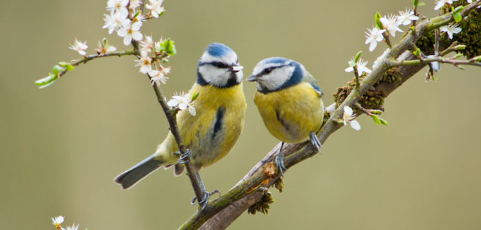 two-blue-tits-on-blossom-branch-by-david